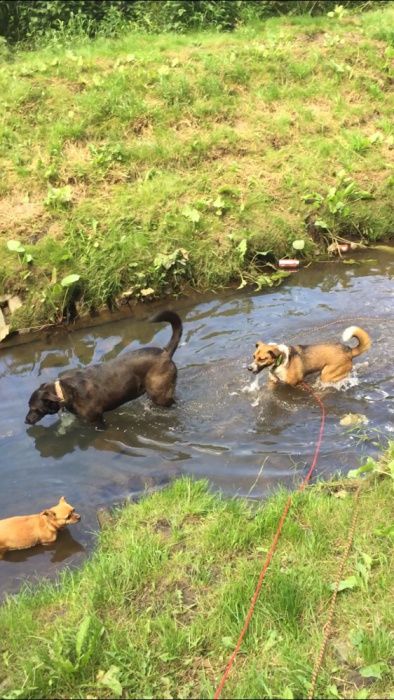 Petsitter, spacery z psem, opieka nad zwierzętami, hotel dla psów