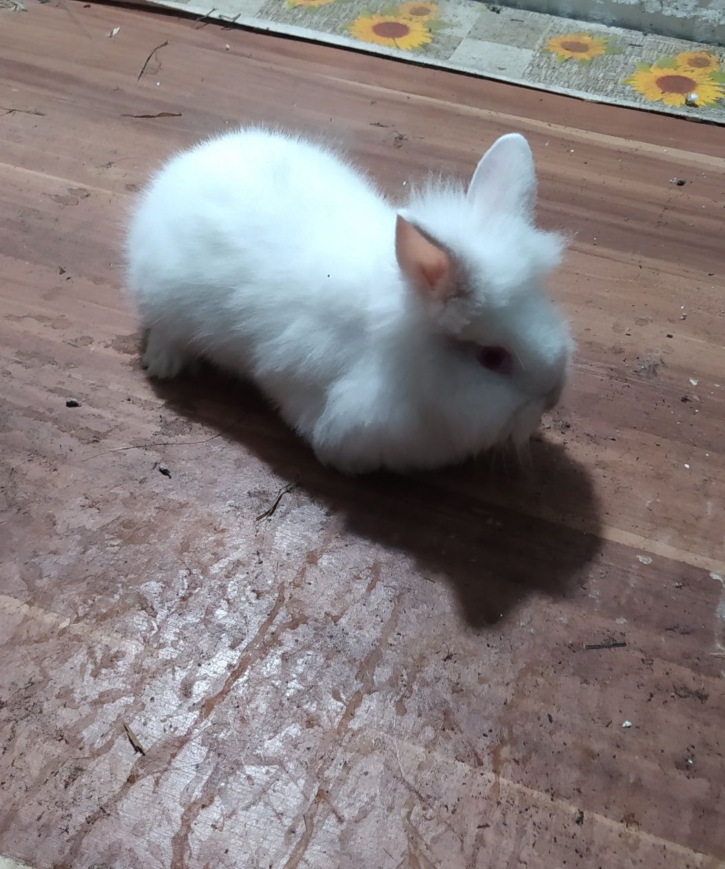 Króliczki miniaturki rasy TEDDY