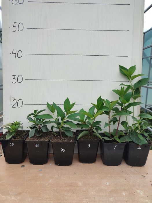 Гортензія волотиста різні сорти