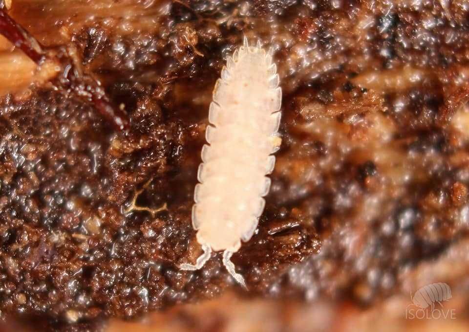 Haplophthalmus cf. danicus, równonogi, isopoda, ekipa sprzątająca