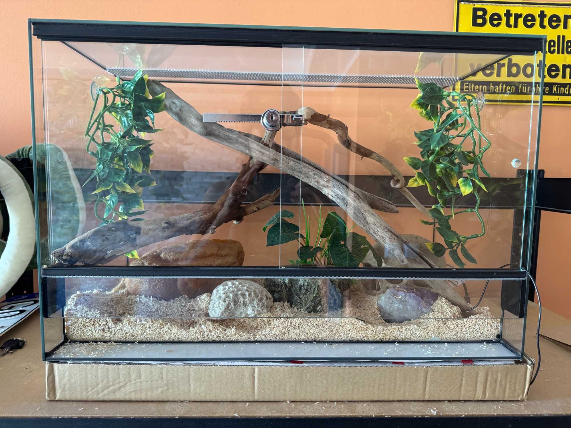 Wąż zbożowy albino + terrarium i wyposażenie!