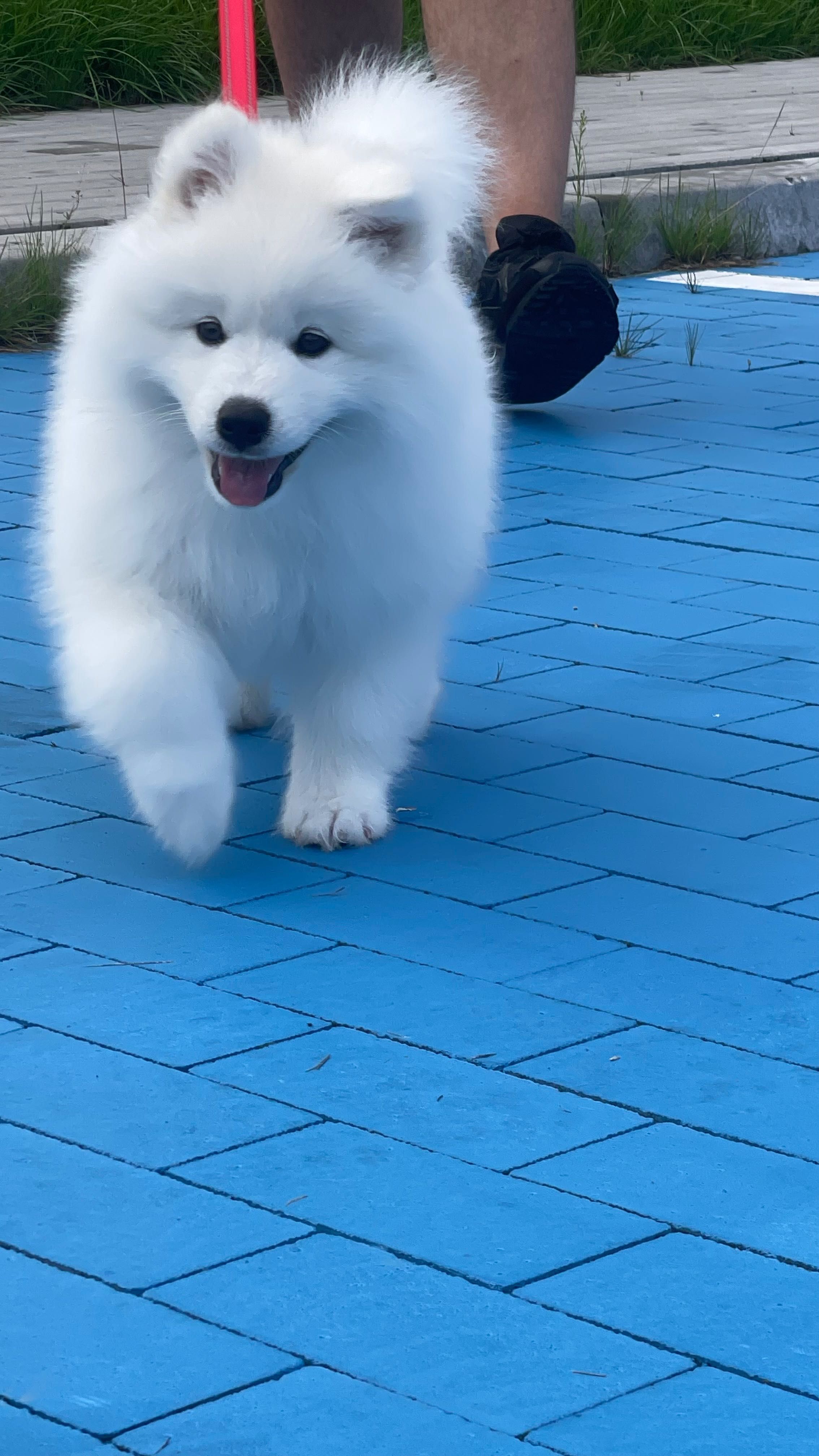 Samoyed ZKwP/ FCI - dostępne dwie dziewczynki