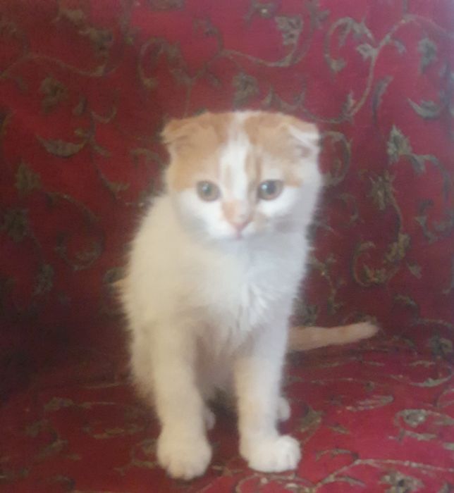 Шатландец вислоушка еотик