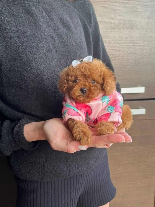 Дівчинка красуня ! Той пудель