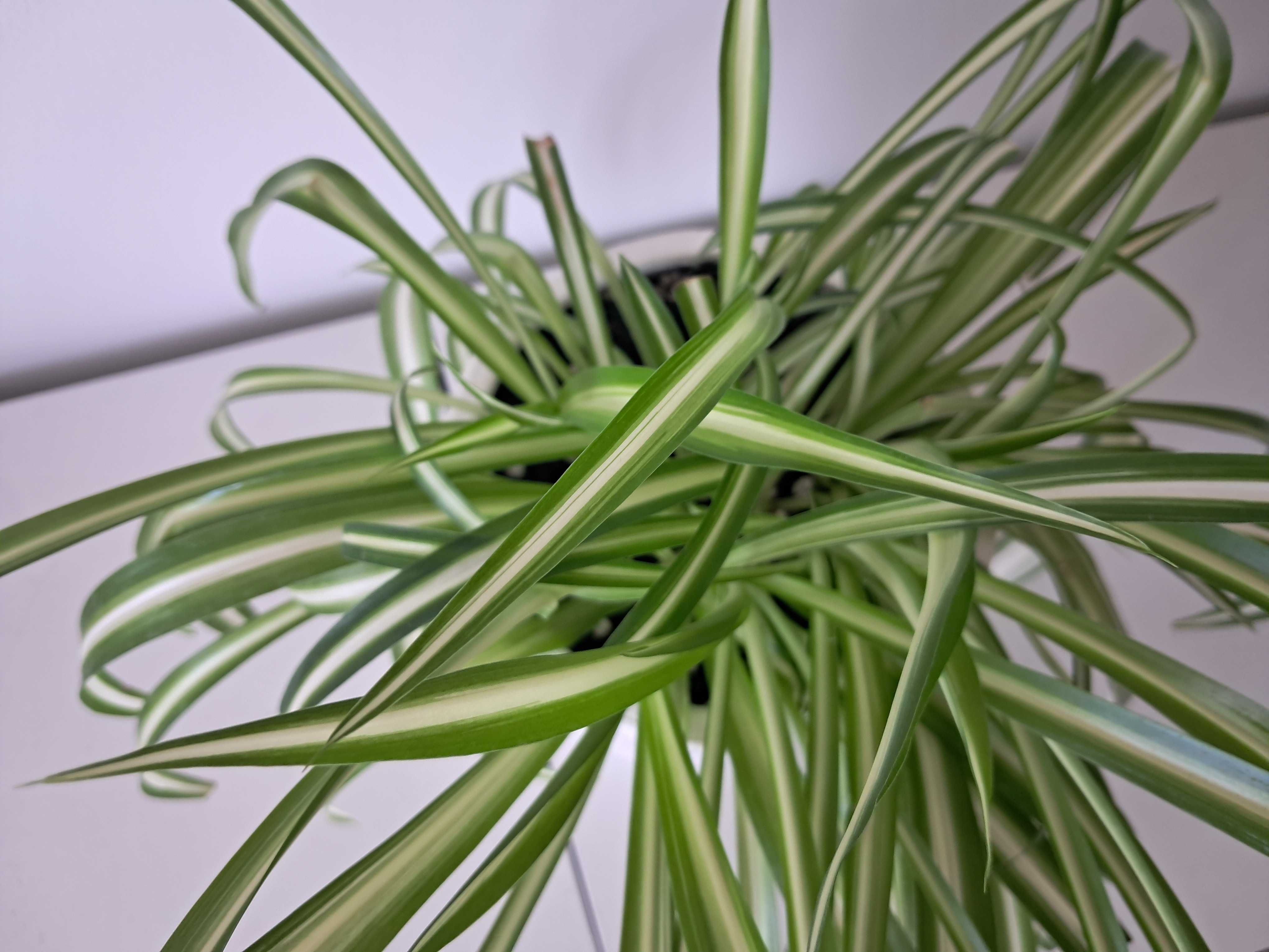 spatifilum, chlorophytum