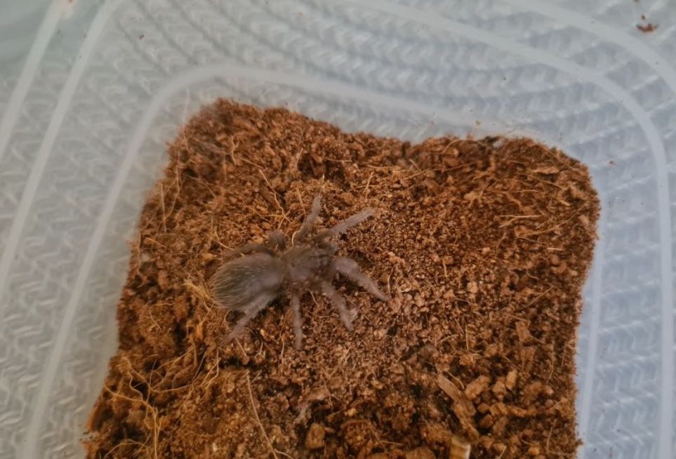 Lasiocyano sazimai (Pterinopelma) L6/7 Ptasznik