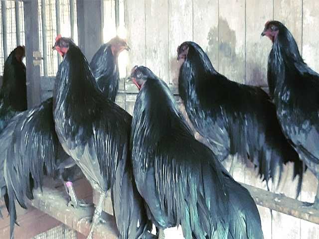 Інкубаційне яйцо, кури та сім'ї,курчата Суматра срібло,чорна,блакитна.