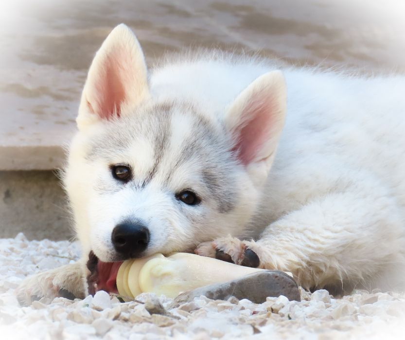 Husky Siberiano - LOP