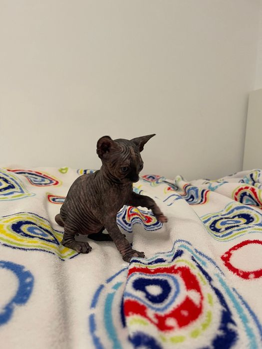 Sphynx tricolor disponivel