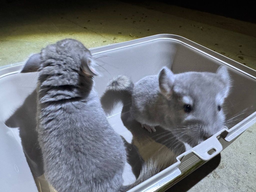 Szynszyl chinchilla fiolet samiec i samiczka młode