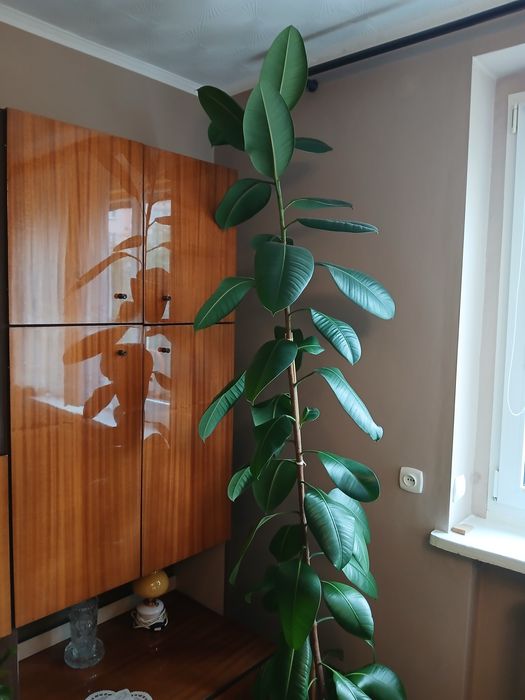 Fikus sprężysty, Ficus Elastica wysoki