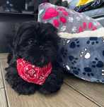 *** Shih Tzu Śliczny Czarny Chłopczyk Wielkości Yorka ***