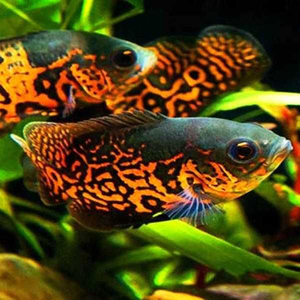 Pielęgnica pawiooka odmiana RED TIGER - Astronotus - dowóz, wysyłka