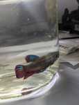 Betta Macho Plakat
