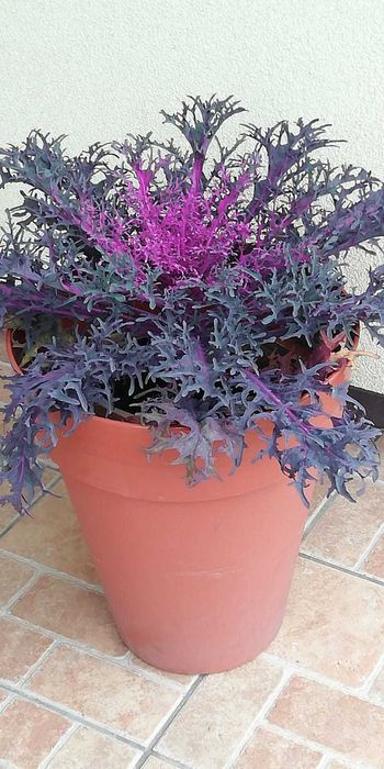 Kapusta ozdobna róża kapuściana alternatywa chryzantemy