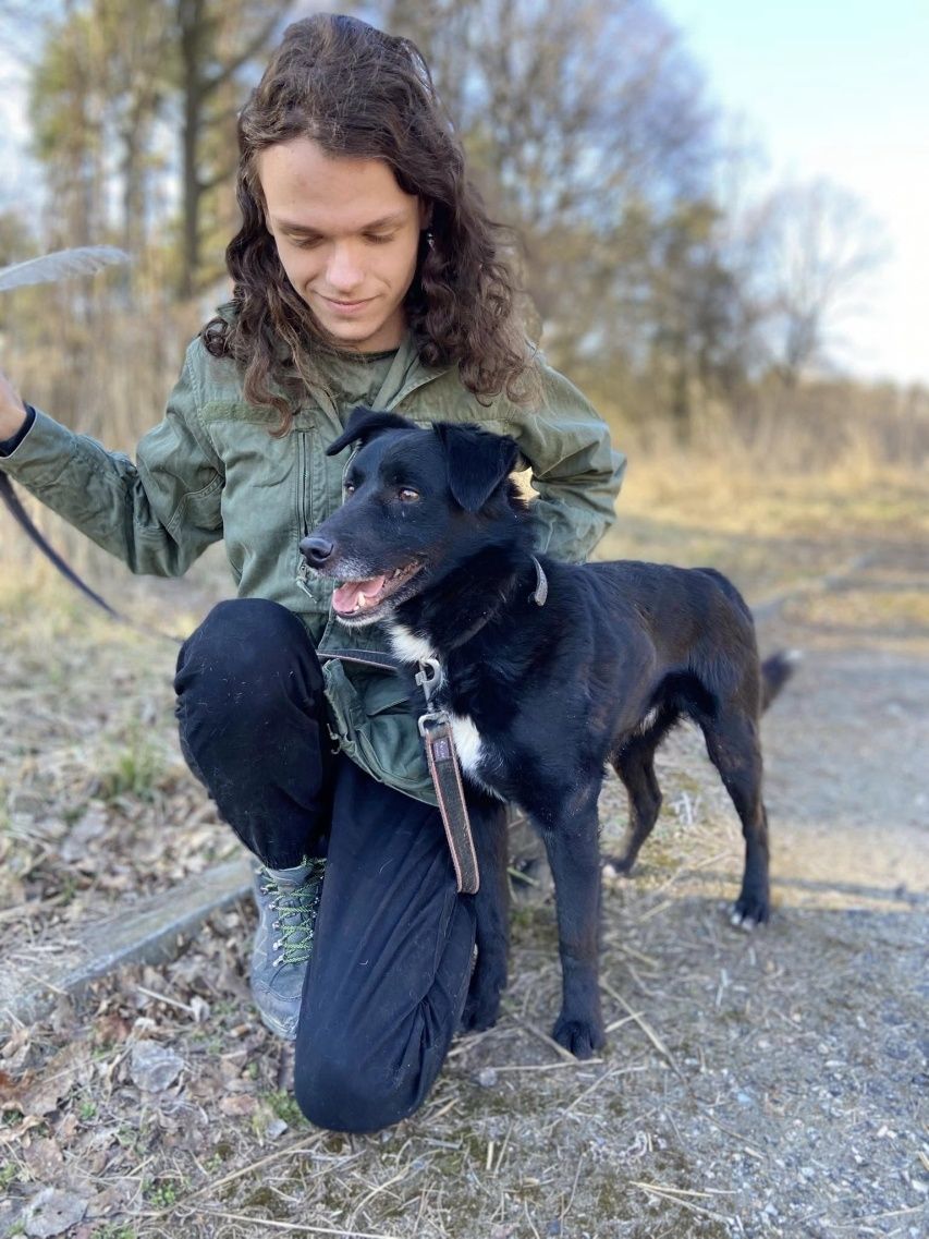 Piesek w typie labradora szuka domu