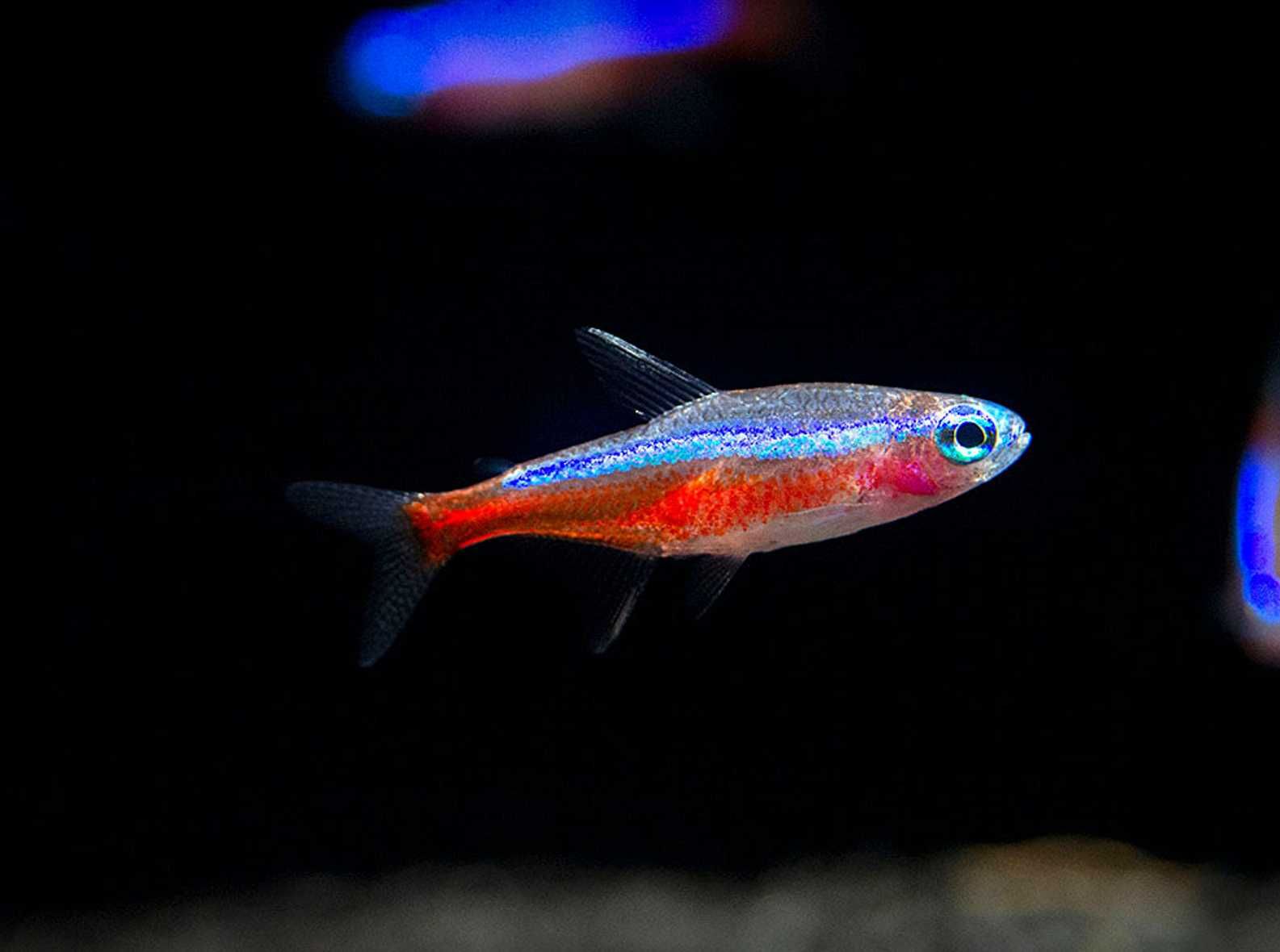 Neon czerwony - Paracheirodon axelrodi - dowóz, wysyłka