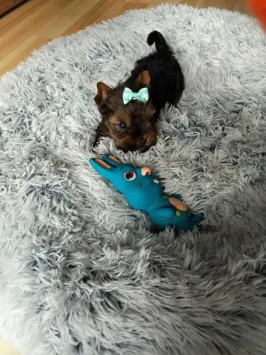 York Piesek miniaturka