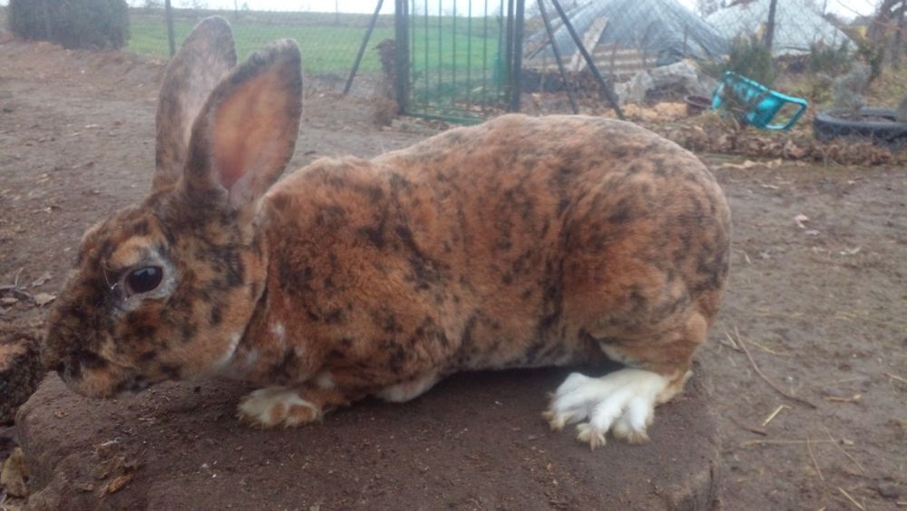 Самці молодняк різних порід