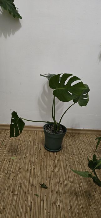 Монстeра Деликатесная