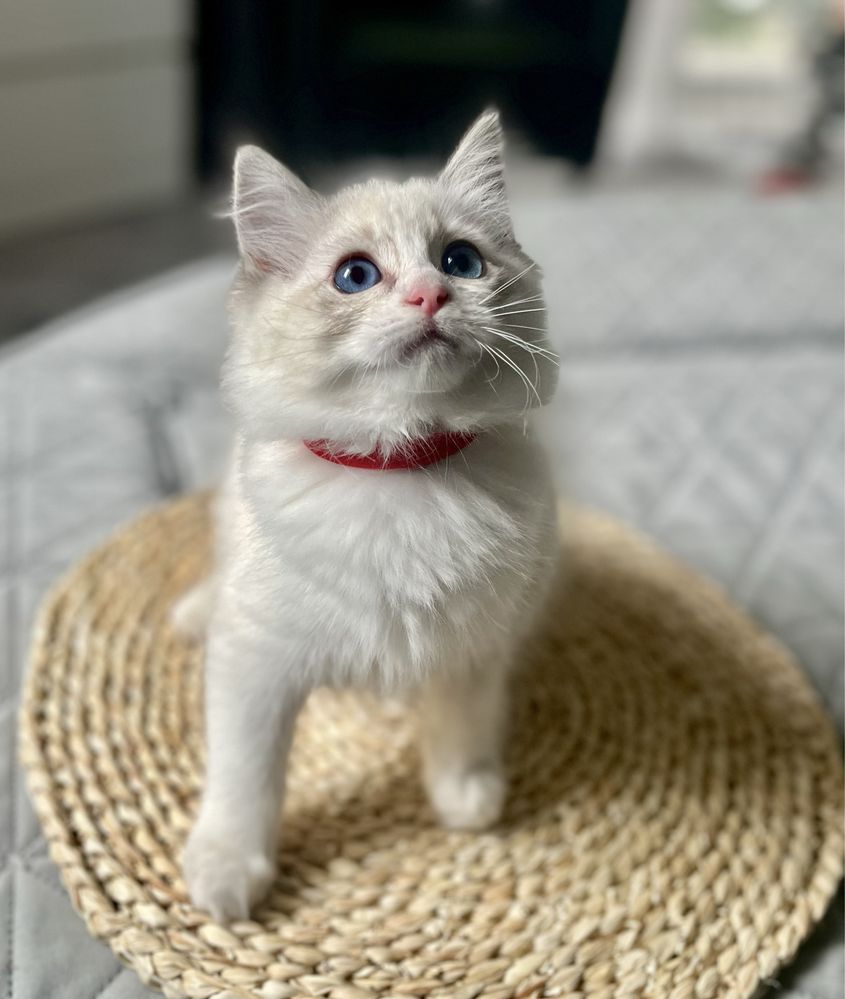 Ragdoll sliczna dziewczynka