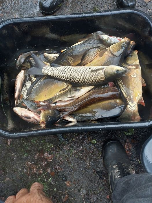 Ryby karp królewski golas kroczek amur sum szczupak karaś okoń płoć