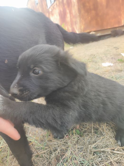 Цуценята безкоштовно