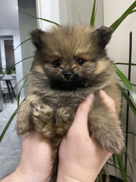 Померанські шпіци