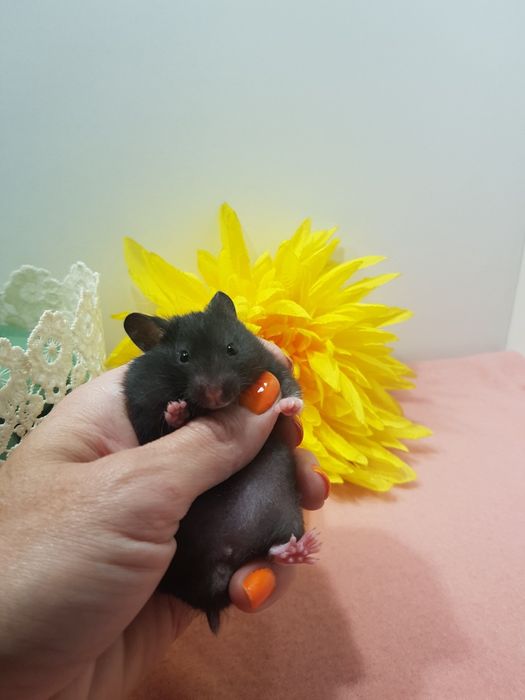 Chomik syryjski (Mesocricetus auratus) maluszki