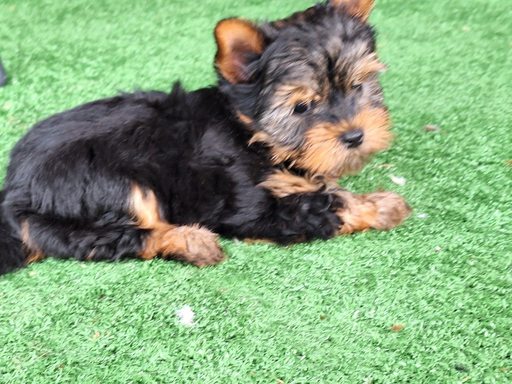 Yorkshire terrier miniaturowy z metryką