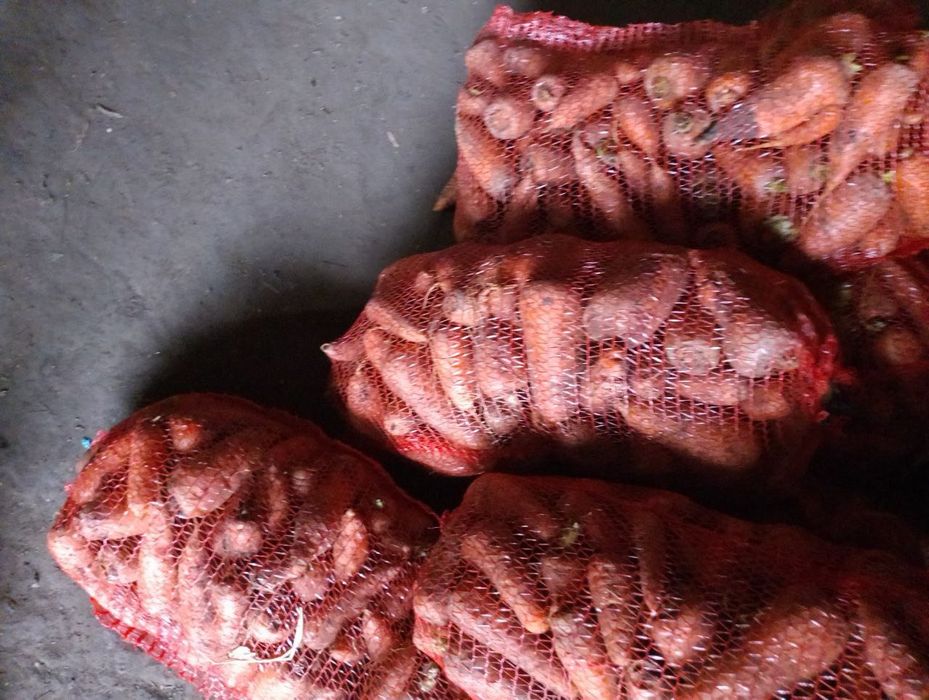 Місто Ніжин! Буряк, морква по 9 грн за кілограм