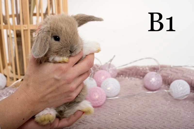 Króliczki królik mini lop miniaturowy baranek LEGALNA HODOWLA