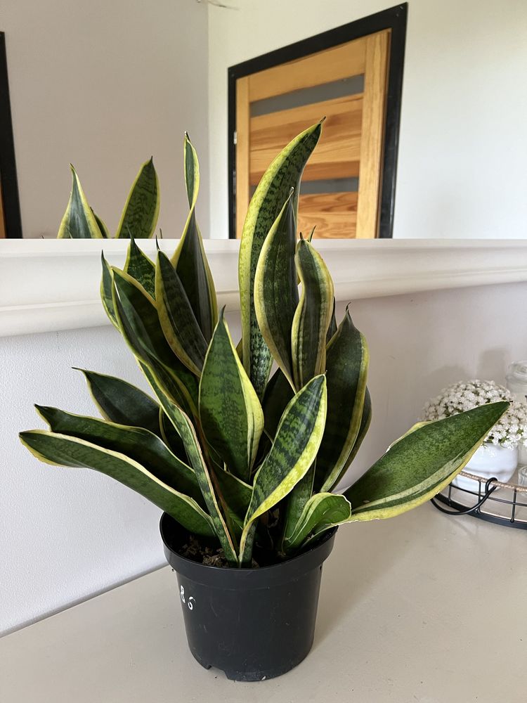 Sansevieria whitney i futura superba 2 rosliny weżownica