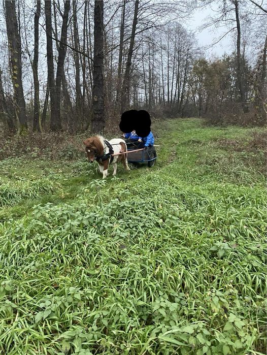 Sprzedam Klacz 3 lata