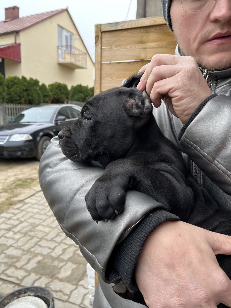 Cane Corso suczka