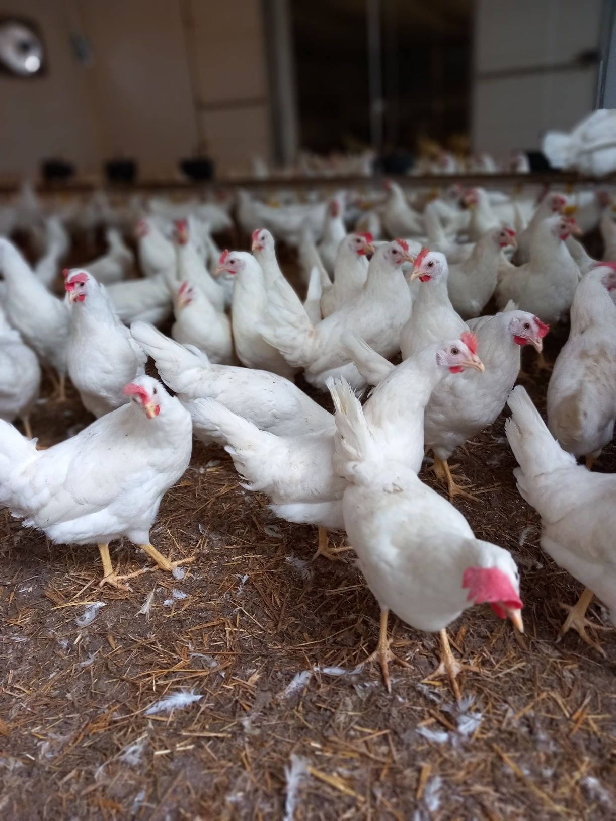 Kury Nioski Leghorn z Jajkiem! Wysyłka cały Kraj.