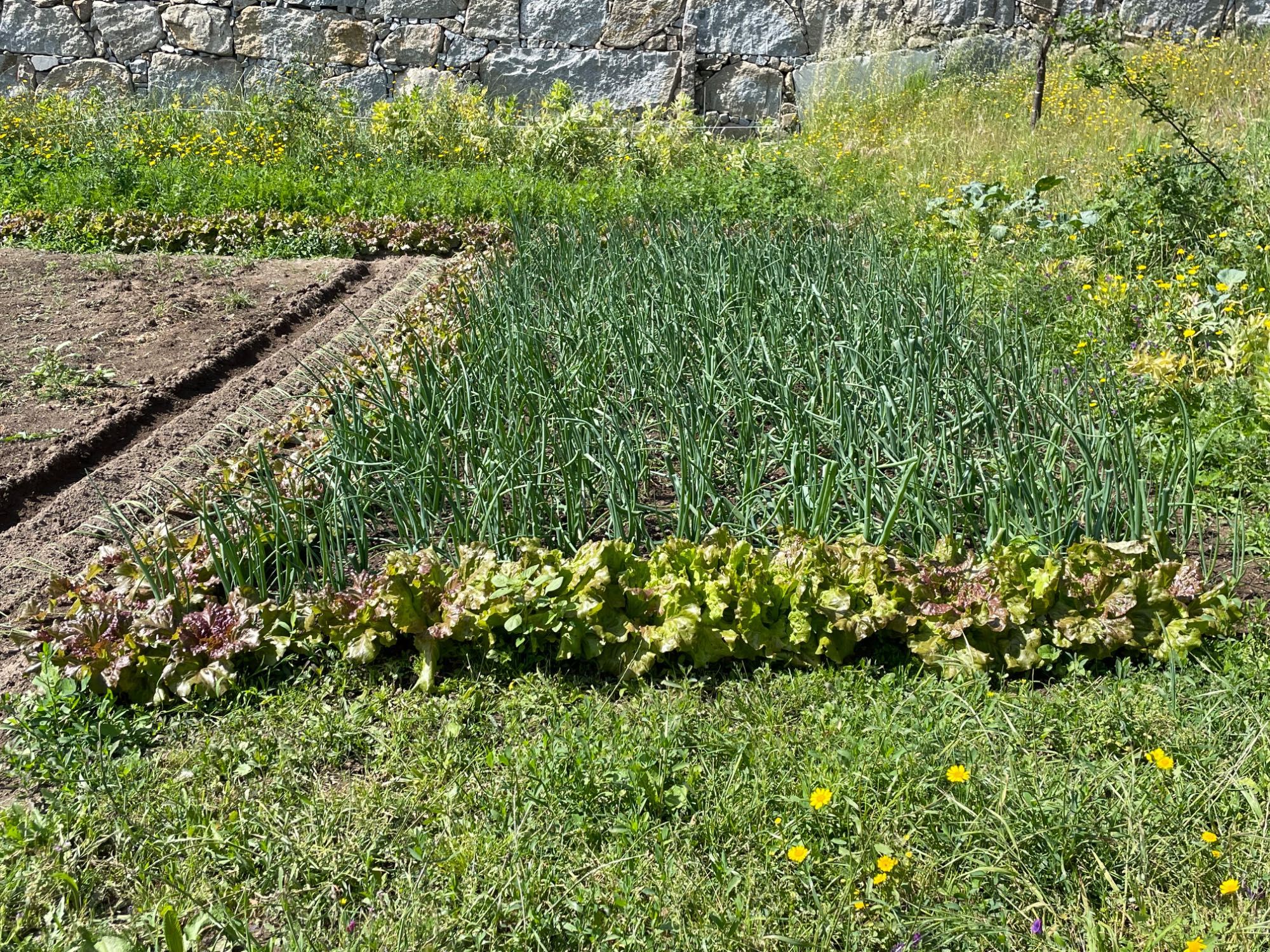 Terreno com Moradia.