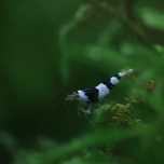 Crystal Black Shrimp (Caridina Cantonensis, A-S GRADE)