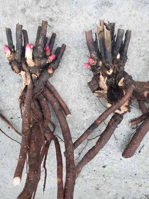 Клематіс, півонія, хоста, квіти