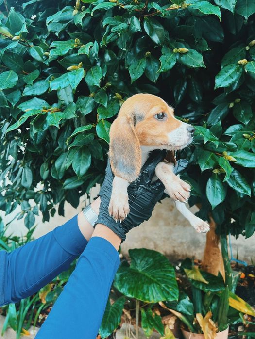 Beagle linda e espetacular
