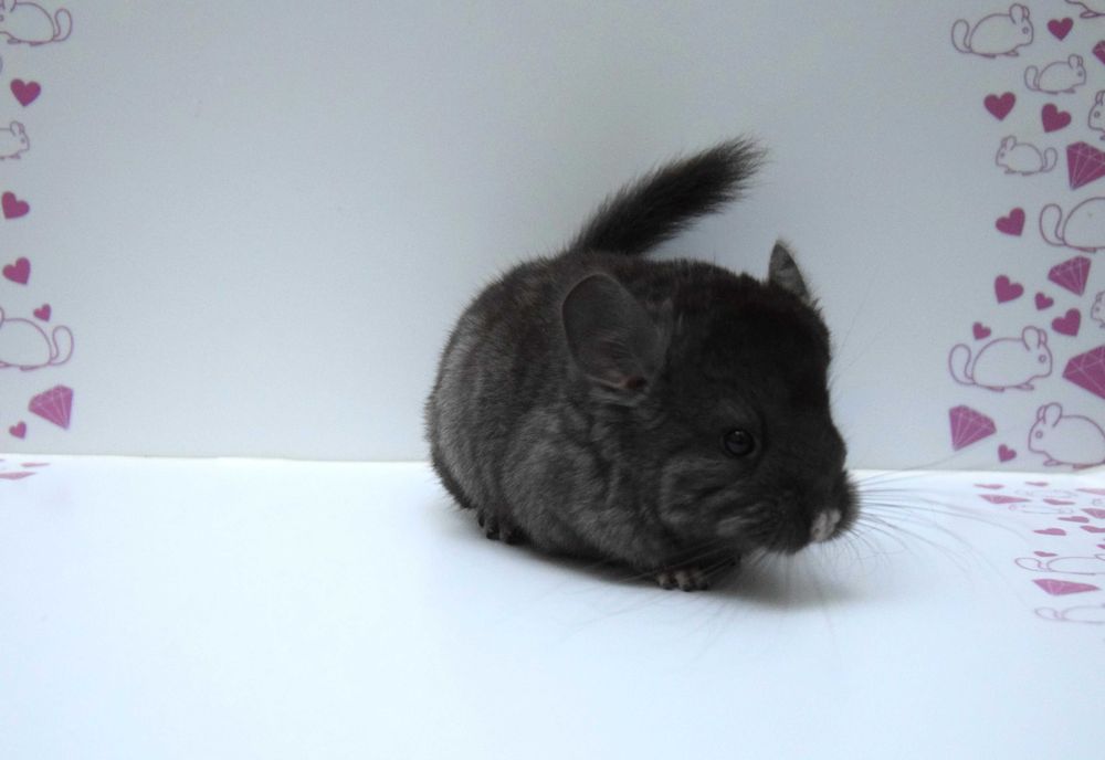 Szynszyla szynszyle ebony medium avc gen fiolet samica ebon czarna