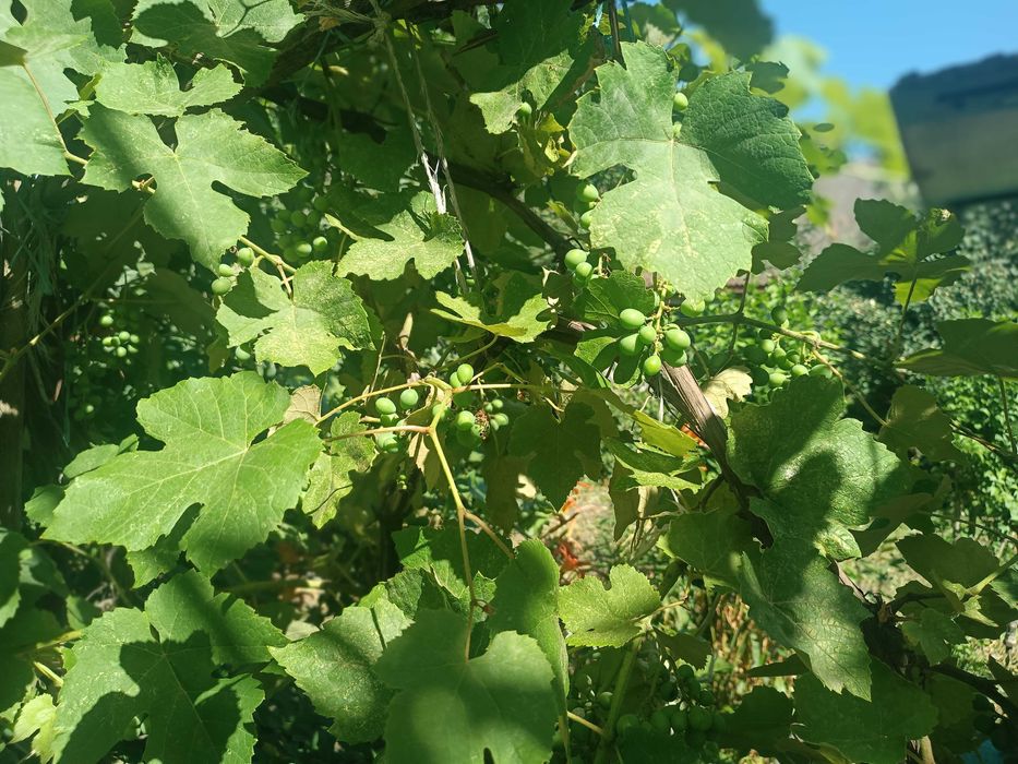 Продам будинок с.Молодіжне поблизу м.Чорноморськ