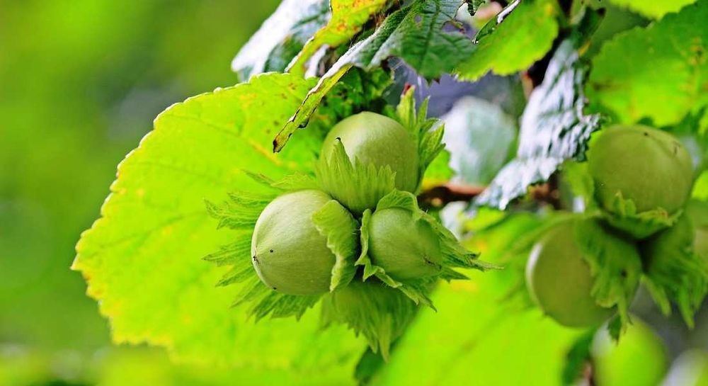 Саджанці фундука. Фундук Вебба. Сортовий фундук. відводки