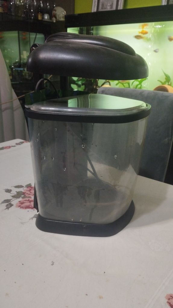 Aquário de 10 Litros - Perfeito para Peixes e Decoração