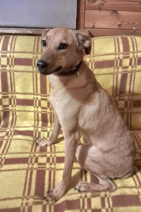 Oddam za darmo, do adopcji- Kubuś szuka kochającego domu