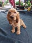 Cocker Spaniel piesek