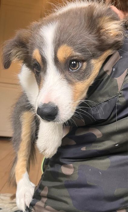 Border Collie/badania gen/gwarancja zdrowia/szkolone