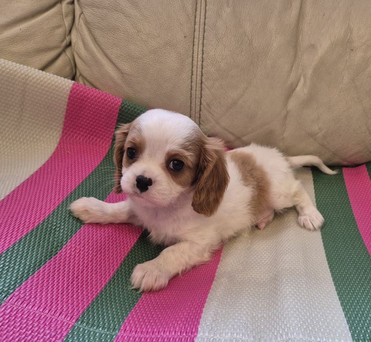 Piesek Cavalier King Charles Spaniel Żyrardów