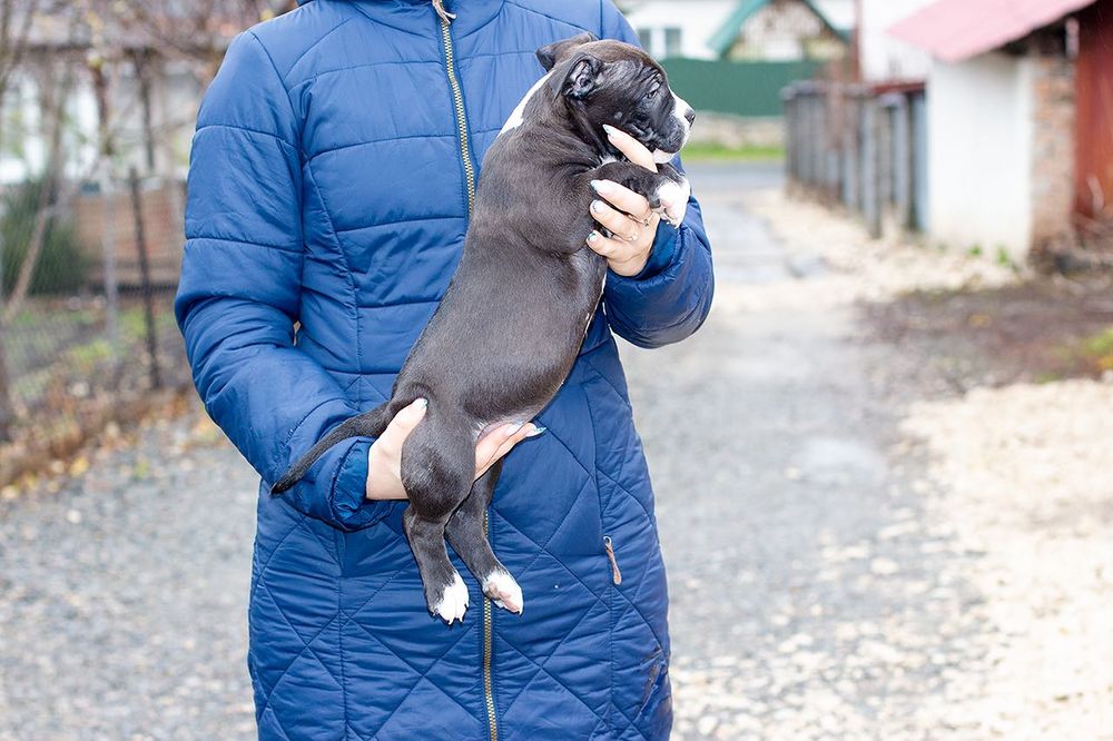 Долгожданные малыши ам.стаффа с родословной ..