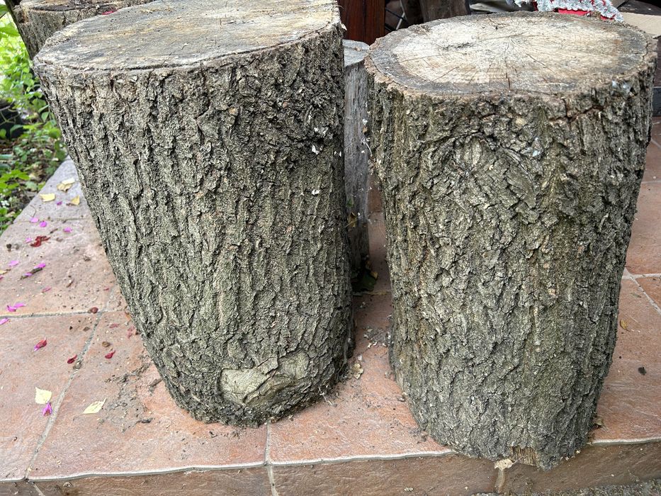 Pieniek dębowy różne wielkości